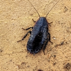 Platyzosteria melanaria (Common Eastern Litter Runner) at Bobundara Nature Reserve - 27 Sep 2023 by trevorpreston