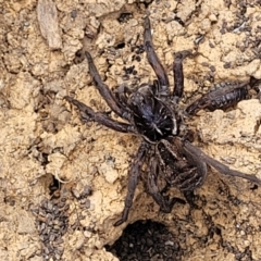 Tasmanicosa sp. (genus) (Unidentified Tasmanicosa wolf spider) at Bobundara Nature Reserve - 27 Sep 2023 by trevorpreston