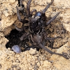 Tasmanicosa sp. (genus) at Bobundara, NSW - 27 Sep 2023