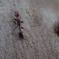 Podomyrma elongata (Muscleman Tree Ant) at Murrumbateman, NSW - 27 Sep 2023 by SimoneC