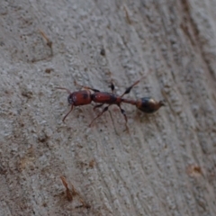 Podomyrma elongata at Murrumbateman, NSW - 27 Sep 2023 05:04 PM