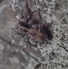 Servaea incana (Hoary Servaea) at Murrumbateman, NSW - 27 Sep 2023 by SimoneC