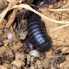 Armadillidium vulgare (Slater bug, woodlouse, pill bug, roley poley) at Bobundara Nature Reserve - 27 Sep 2023 by trevorpreston