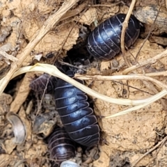 Armadillidium vulgare at Bobundara, NSW - 27 Sep 2023