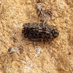 Psocodea 'Psocoptera' sp. (order) (Unidentified plant louse) at Bobundara Nature Reserve - 27 Sep 2023 by trevorpreston