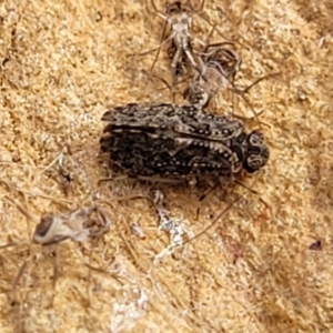 Psocodea 'Psocoptera' sp. (order) at Bobundara, NSW - 27 Sep 2023