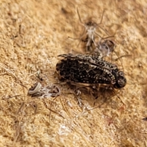 Psocodea 'Psocoptera' sp. (order) at Bobundara, NSW - 27 Sep 2023