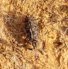 Psocodea 'Psocoptera' sp. (order) at Bobundara, NSW - 27 Sep 2023