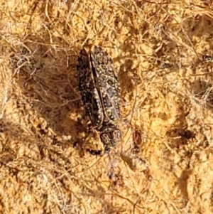 Psocodea 'Psocoptera' sp. (order) at Bobundara, NSW - 27 Sep 2023