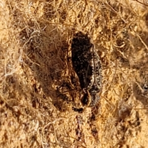 Psocodea 'Psocoptera' sp. (order) at Bobundara, NSW - 27 Sep 2023