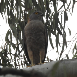 Tachyspiza fasciata at Acton, ACT - suppressed