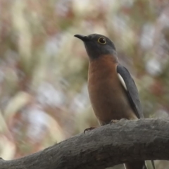 Cacomantis flabelliformis (Fan-tailed Cuckoo) at ANBG - 26 Sep 2023 by HelenCross