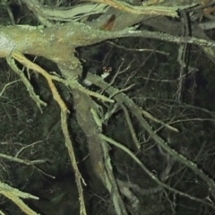 Petauroides volans (Greater Glider) at Forbes Creek, NSW - 26 Sep 2023 by OscarOli