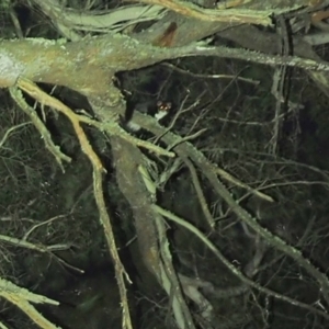 Petauroides volans at Forbes Creek, NSW - suppressed