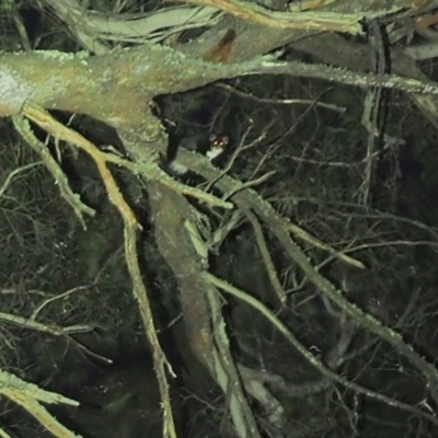 Petauroides volans (Southern Greater Glider) at Tallaganda National Park - 26 Sep 2023 by OscarOli