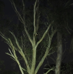 Petauroides volans at Forbes Creek, NSW - suppressed