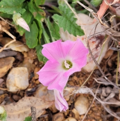 Convolvulus angustissimus subsp. angustissimus (Australian Bindweed) at Bobundara Nature Reserve - 27 Sep 2023 by trevorpreston