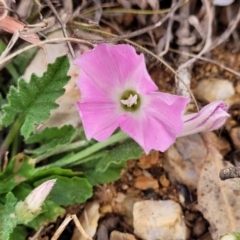 Convolvulus angustissimus subsp. angustissimus at Bobundara, NSW - 27 Sep 2023