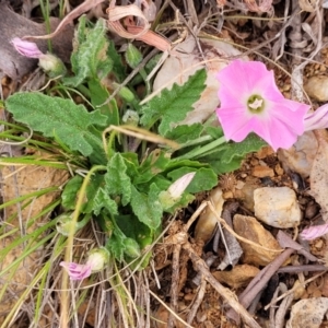 Convolvulus angustissimus subsp. angustissimus at Bobundara, NSW - 27 Sep 2023