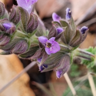 Salvia verbenaca var. verbenaca (Wild Sage) at Bobundara, NSW - 27 Sep 2023 by trevorpreston