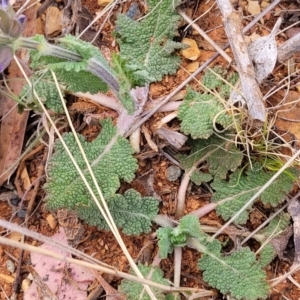 Salvia verbenaca var. verbenaca at Bobundara, NSW - 27 Sep 2023