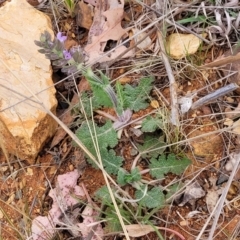 Salvia verbenaca var. verbenaca at Bobundara, NSW - 27 Sep 2023