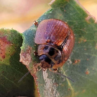Paropsisterna agricola (Eucalyptus leaf beetle) at Bobundara, NSW - 27 Sep 2023 by trevorpreston