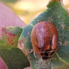 Paropsisterna agricola at Bobundara, NSW - 27 Sep 2023 04:16 PM