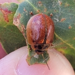 Paropsisterna agricola at Bobundara, NSW - 27 Sep 2023 04:16 PM