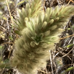 Ptilotus spathulatus at Suttons Dam - suppressed