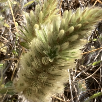 Ptilotus spathulatus (Pussytails, Cats Paws) at Fentons Creek, VIC - 27 Sep 2023 by KL