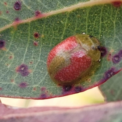 Paropsisterna fastidiosa (Eucalyptus leaf beetle) at Bobundara Nature Reserve - 27 Sep 2023 by trevorpreston