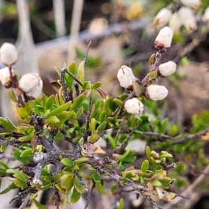 Cryptandra amara at Bobundara, NSW - 27 Sep 2023