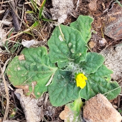 Cymbonotus sp. (preissianus or lawsonianus) (Bears Ears) at Bobundara Nature Reserve - 27 Sep 2023 by trevorpreston