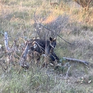 Wallabia bicolor at Fentons Creek, VIC - suppressed