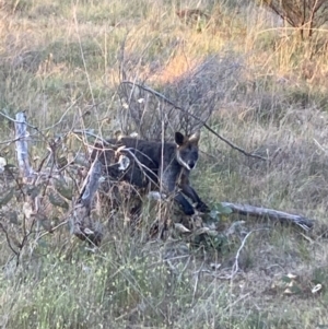 Wallabia bicolor at Fentons Creek, VIC - 27 Sep 2023