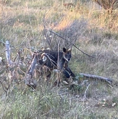 Wallabia bicolor (Swamp Wallaby) at Fentons Creek, VIC - 27 Sep 2023 by KL