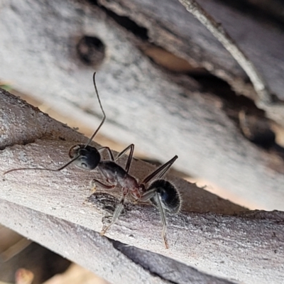 Camponotus intrepidus (Flumed Sugar Ant) at Bobundara Nature Reserve - 27 Sep 2023 by trevorpreston