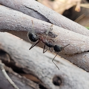 Camponotus intrepidus at Bobundara, NSW - 27 Sep 2023
