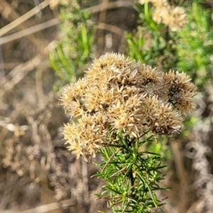 Cassinia ochracea at Bobundara, NSW - 27 Sep 2023