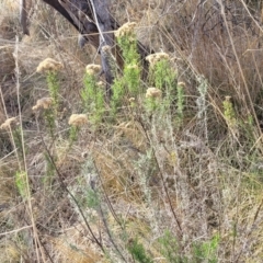 Cassinia ochracea at Bobundara, NSW - 27 Sep 2023