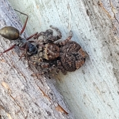 Servaea sp. (genus) (Unidentified Servaea jumping spider) at Bobundara Nature Reserve - 27 Sep 2023 by trevorpreston
