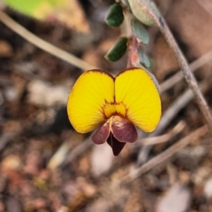 Bossiaea buxifolia at Bobundara, NSW - 27 Sep 2023 04:07 PM