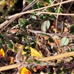 Bossiaea buxifolia at Bobundara, NSW - 27 Sep 2023 04:07 PM