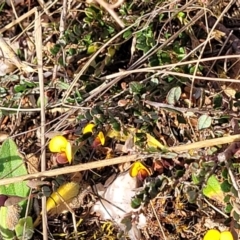 Bossiaea buxifolia at Bobundara, NSW - 27 Sep 2023 04:07 PM