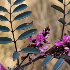 Indigofera australis subsp. australis (Australian Indigo) at Bobundara Nature Reserve - 27 Sep 2023 by trevorpreston