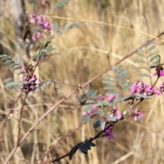Indigofera australis subsp. australis at Bobundara, NSW - 27 Sep 2023