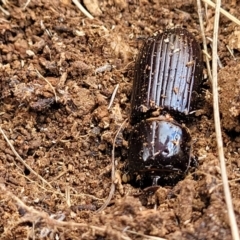 Aulacocyclus sp. (genus) (Passalid beetle) at Bobundara Nature Reserve - 27 Sep 2023 by trevorpreston