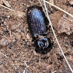 Aulacocyclus sp. (genus) at Bobundara, NSW - 27 Sep 2023