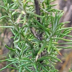 Chrysocephalum semipapposum at Bobundara, NSW - 27 Sep 2023